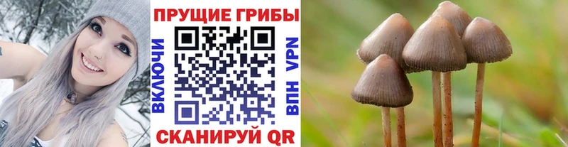 цены   Чухлома  блэк спрут маркетплейс  Псилоцибиновые грибы мицелий 